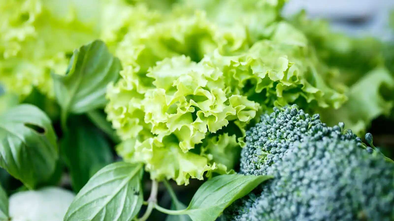 Folic acid vs folate Know how one is different from another