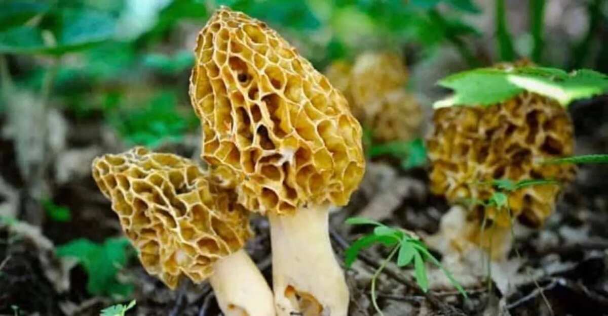 Morel Mushroom The Incredible, Treasure Ingredient From Kashmir