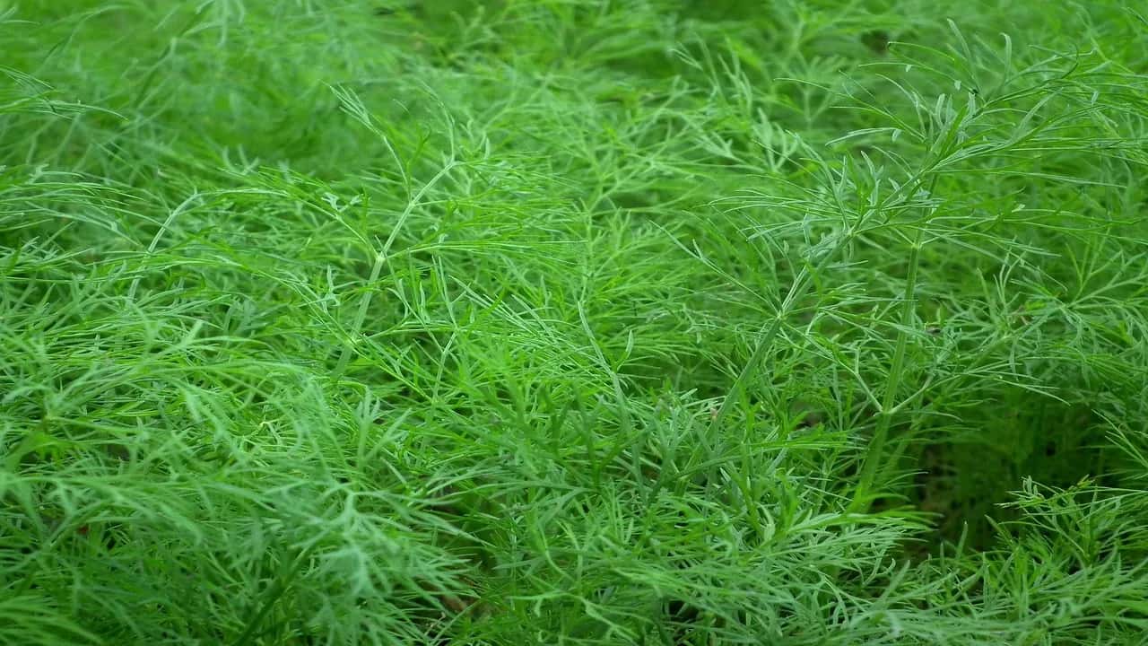 Here’s Why Dill Leaves Are Really Beneficial For You And How Can You Use Them