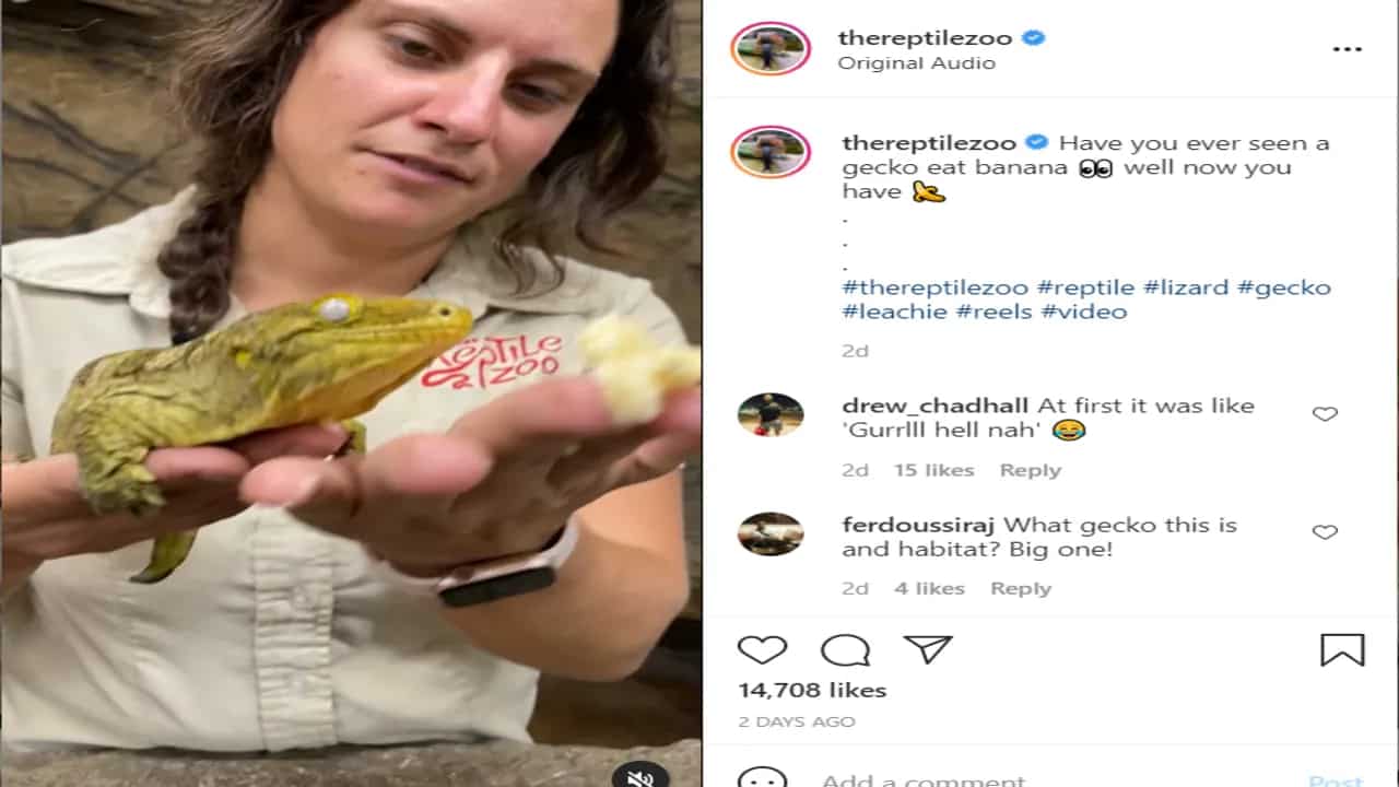 Viral: Cute Gecko Video Makes Everyone Go Bananas Over The Internet