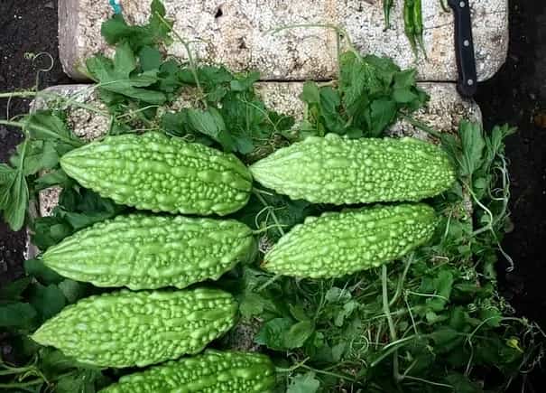 Dishes That Are Beautifully Bitter