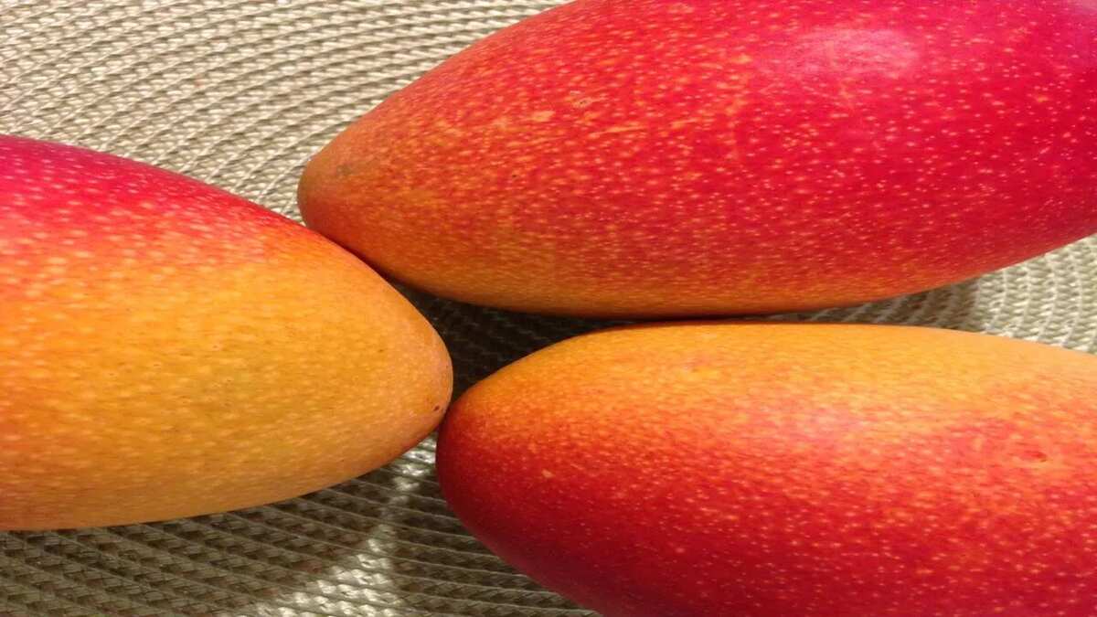Do You Know About The Accidental Case Of The World’s Most Expensive Mango That Costs 2.7 Lakhs Per Kg?