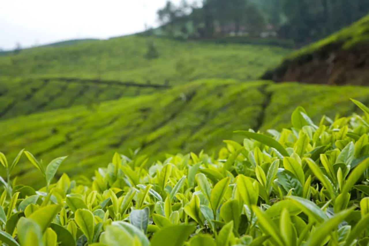 The Story Of Nilgiri Tea From The South