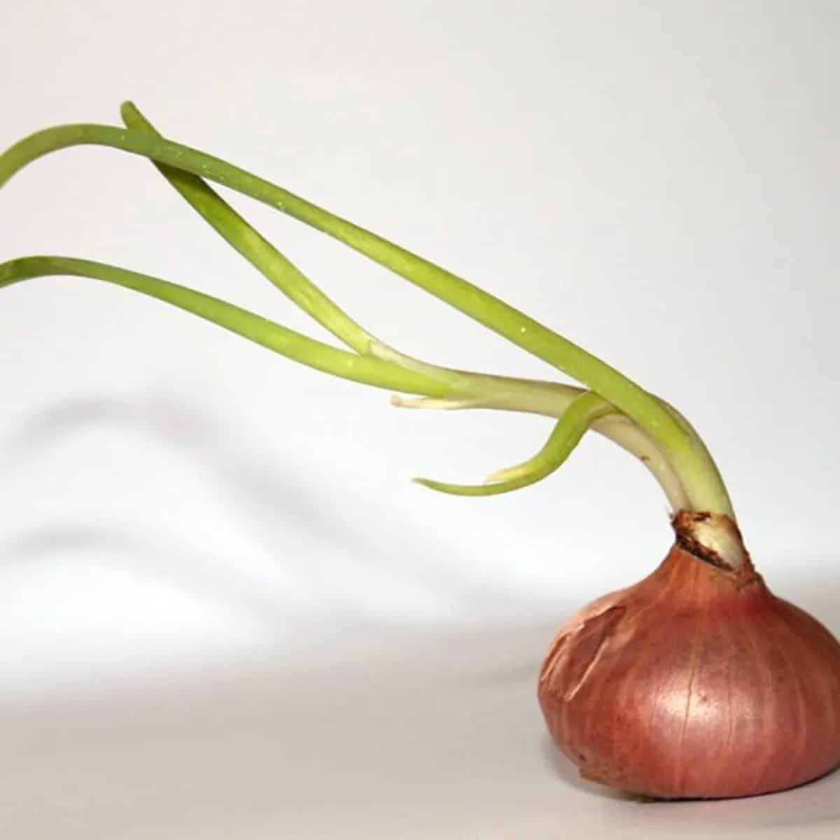 Kitchen Hacks How To Keep Potatoes And Onions From Sprouting?