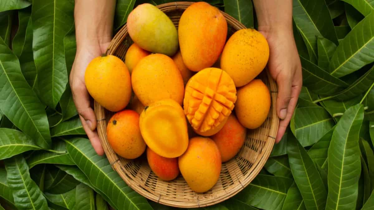 kerala-s-mango-village-is-home-to-200-varieties-of-the-fruit
