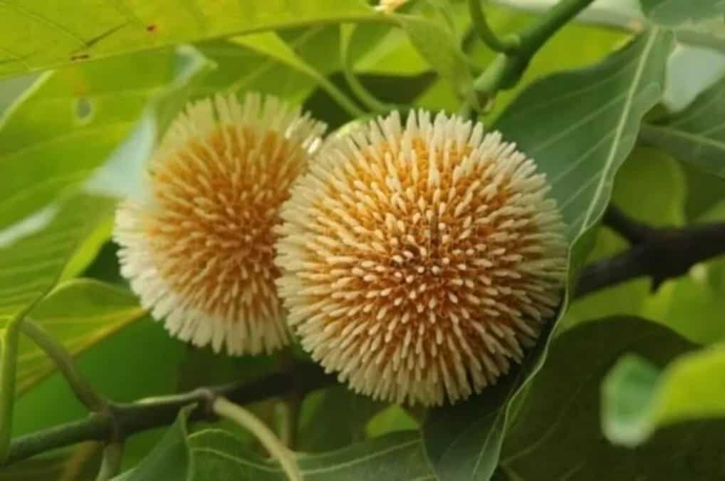 Do You Know Kadamba; Krishna Favourite Fruit Is Also Medicinal
