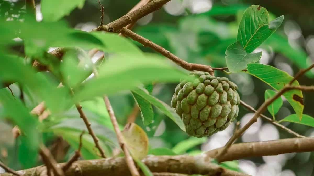Custard Apple: Make Delicious Dessert With This Zero Fat Fruit 