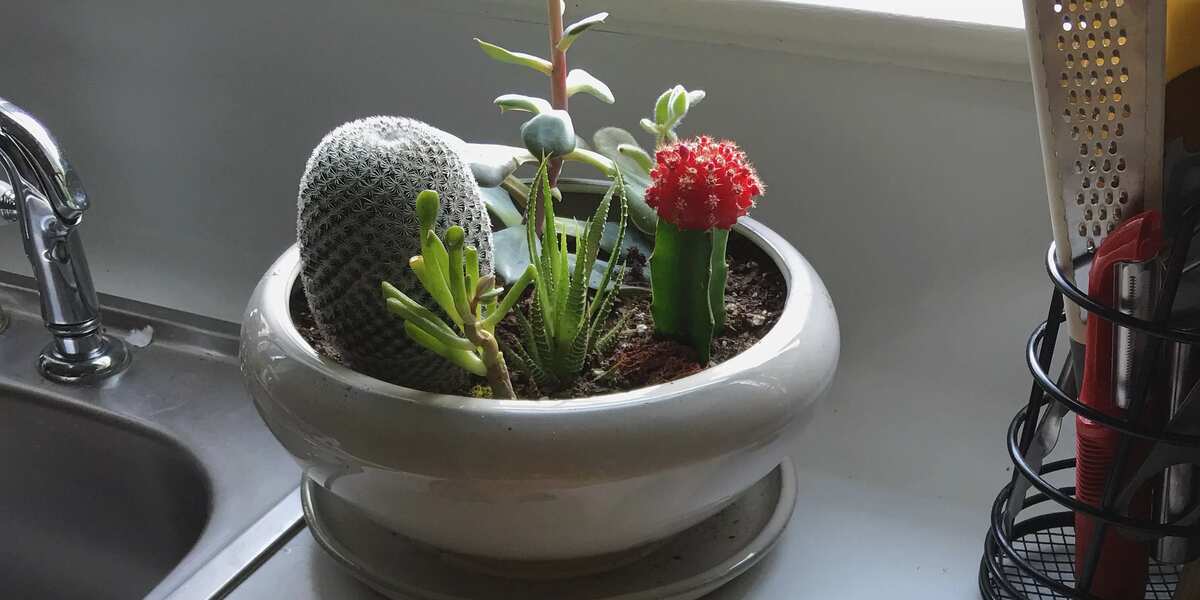 Brandy's Blackberry Cobbler