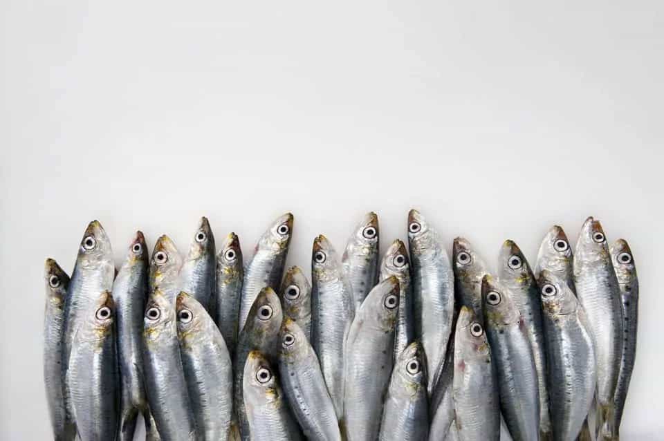 How to make Italian Sardines Scapece Recipe