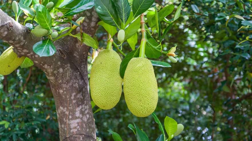 The Health Granting Power Of Green Jackfruit Flour