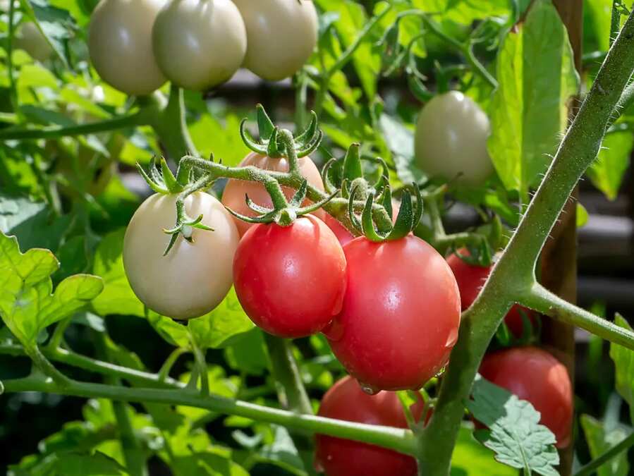 Ever Heard Of A Salad Tree? It Exists, Know The Details Here