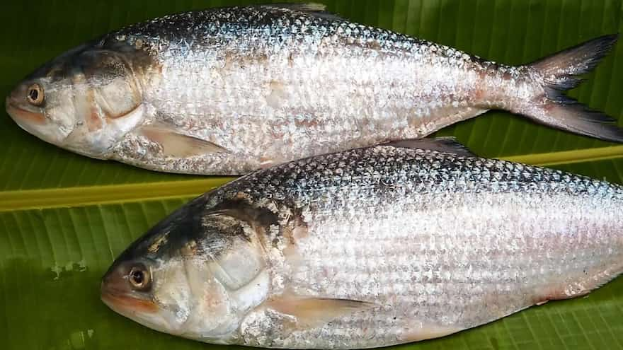 The Story Of The Hilsa Pulasa Fish Royal Taste | atelier-yuwa.ciao.jp