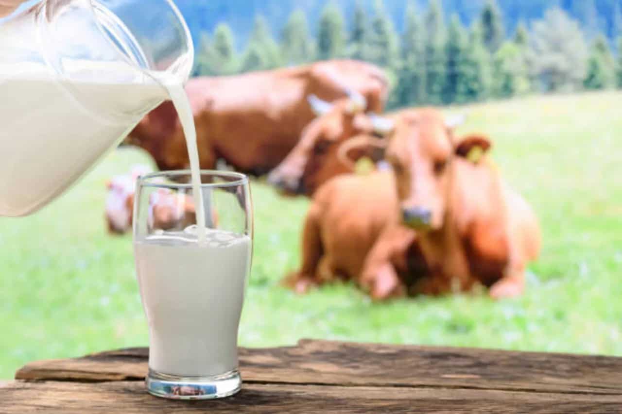 Organic Milk Vs. Regular Milk The 5 Differences Between The Two Beverages