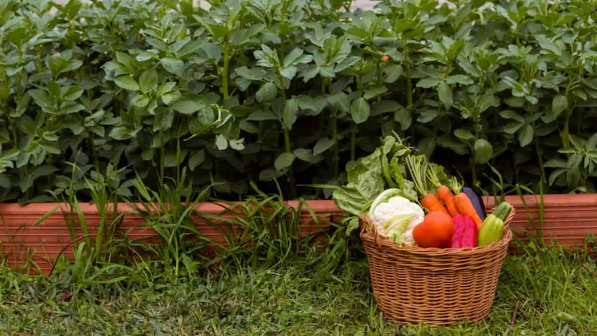 Tips To Prepare Your Kitchen Garden For The Monsoon Season