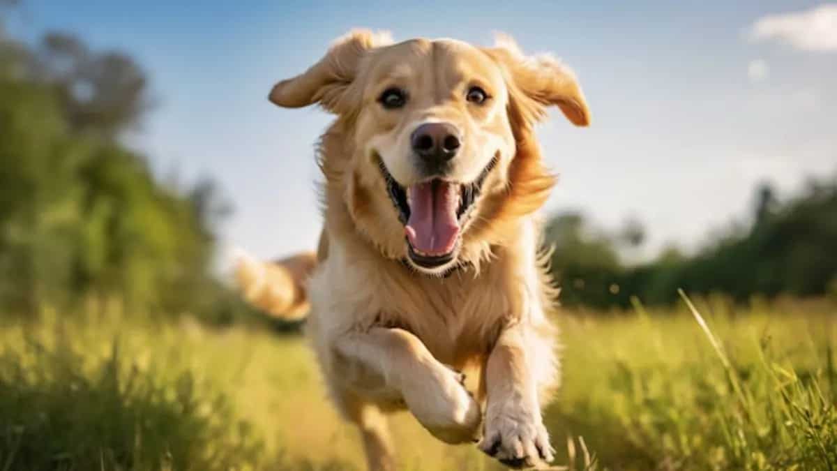 Essential Tips To Keep Your Pets Healthy During Weather Shifts