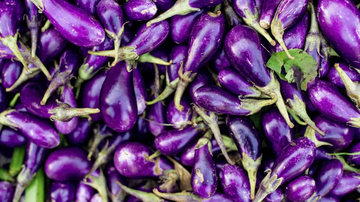 Brinjal Juice 6 Health Benefits Of This Underrated Elixir