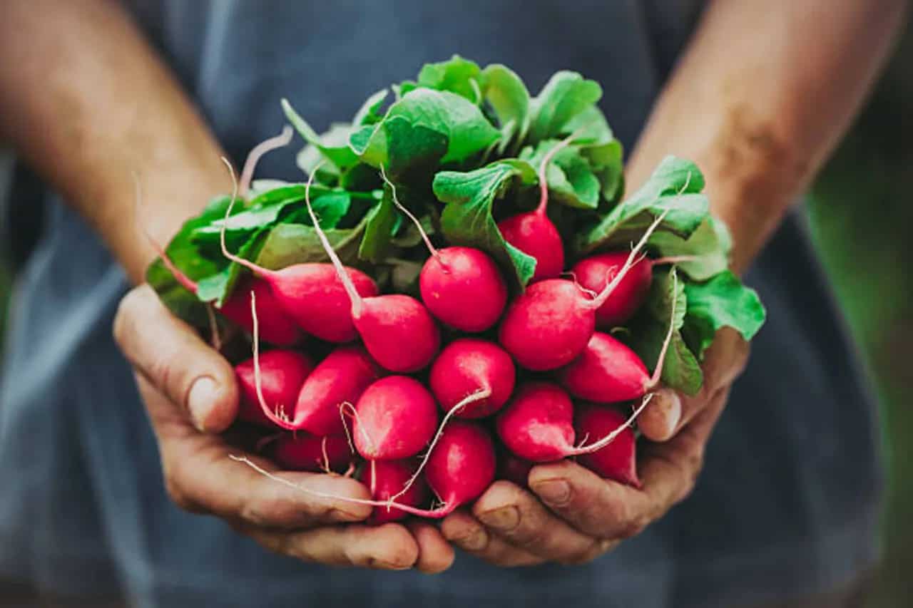 Radish Greens A Nutritious And Leafy Ingredient For Healthy Cooking