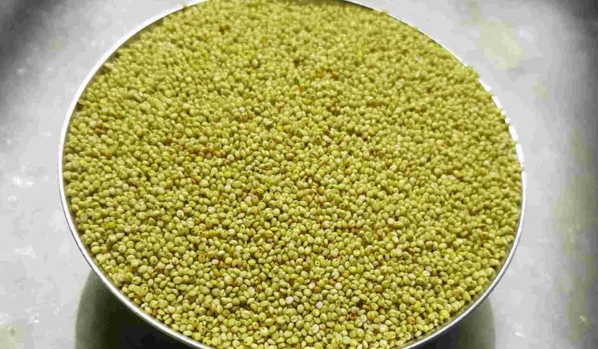 What Is Browntop Millet? Check Out The 7 Health Benefits Of Hari Kagni