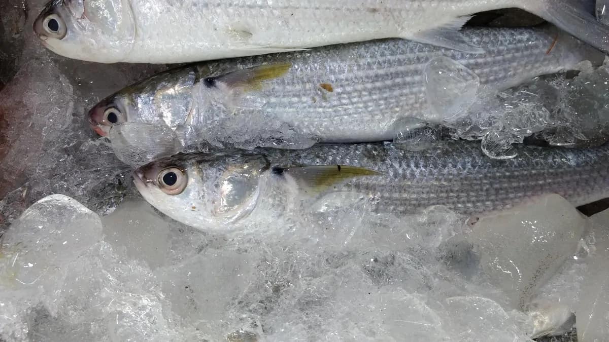 Eaten Boi Fish? Coastal Gujarat's Hidden Gem