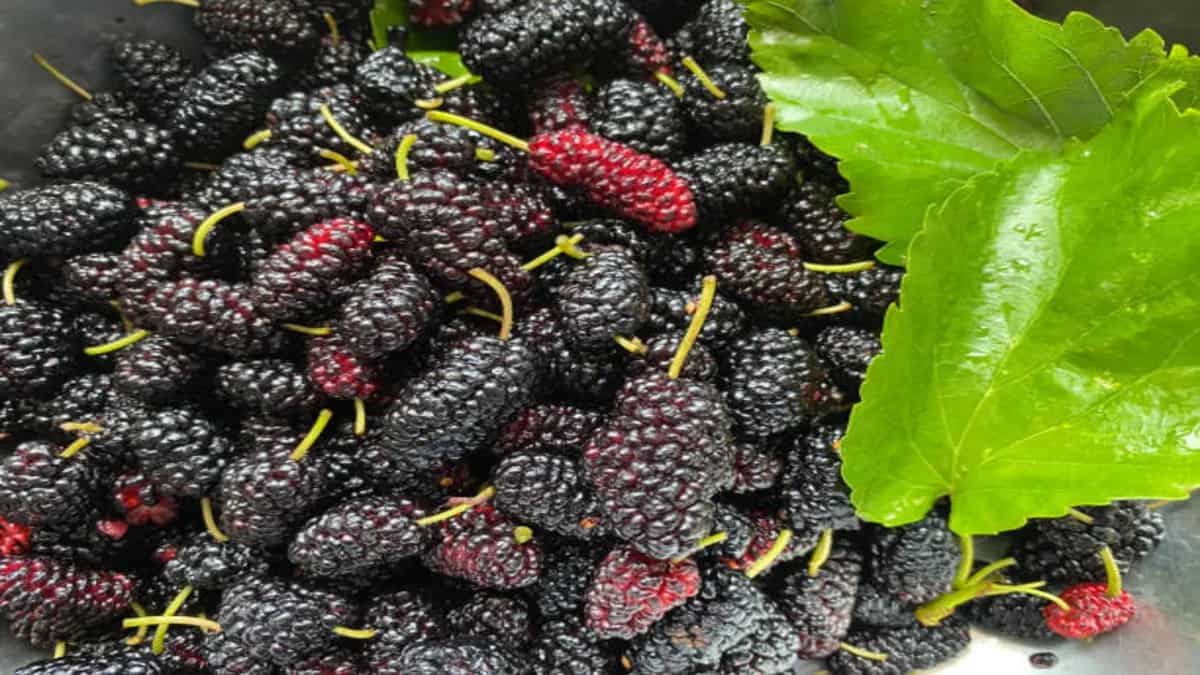 Shaitoot Shahtoot: Health Benefits Of This Seasonal Berry