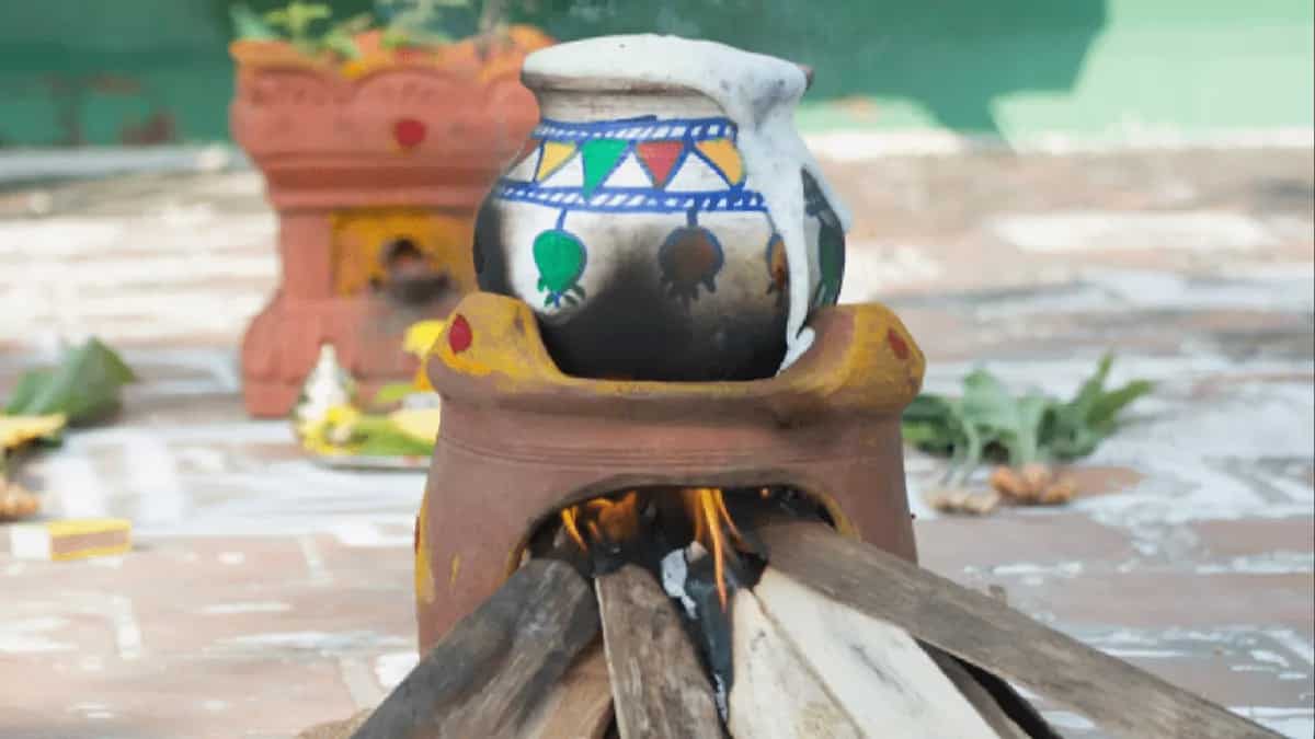 Makar Sankranti: Why The Festival And Dish Are Called Pongal?