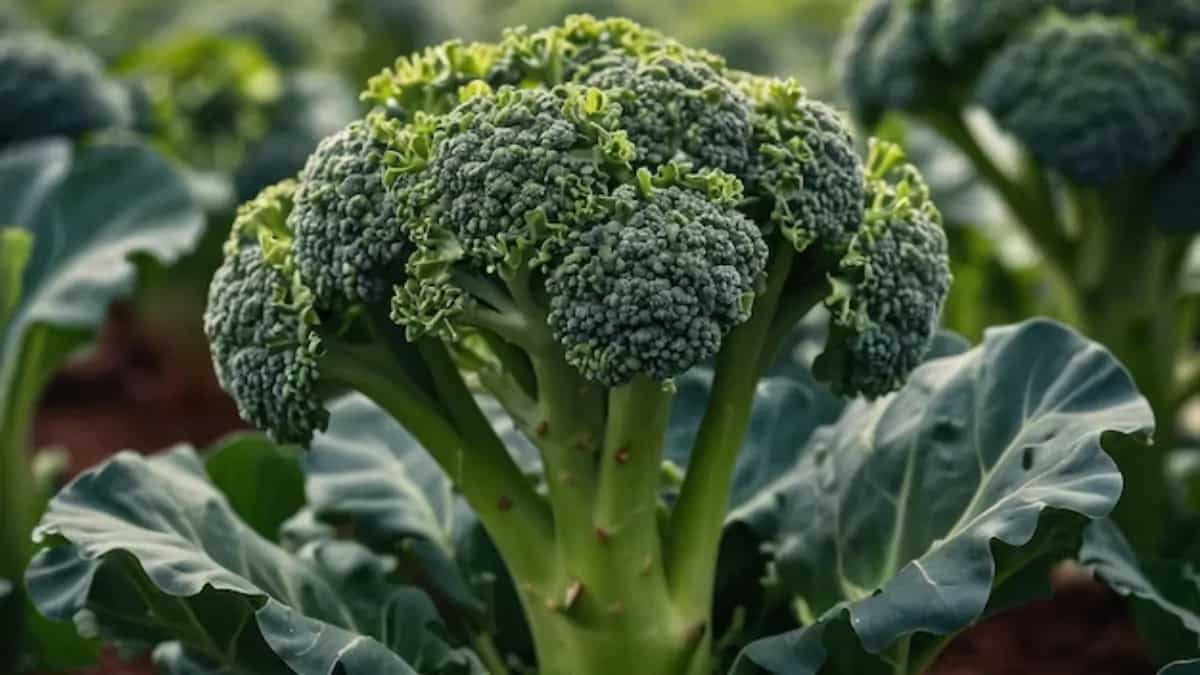 Broccoli In Your Kitchen Garden: Everything You Need To Know