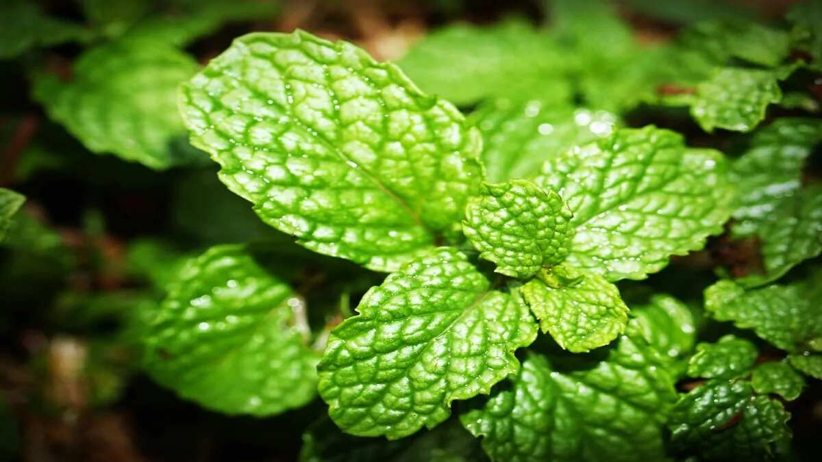 5 Benefits Of Indian Mint Or Pudina To Know This Spring