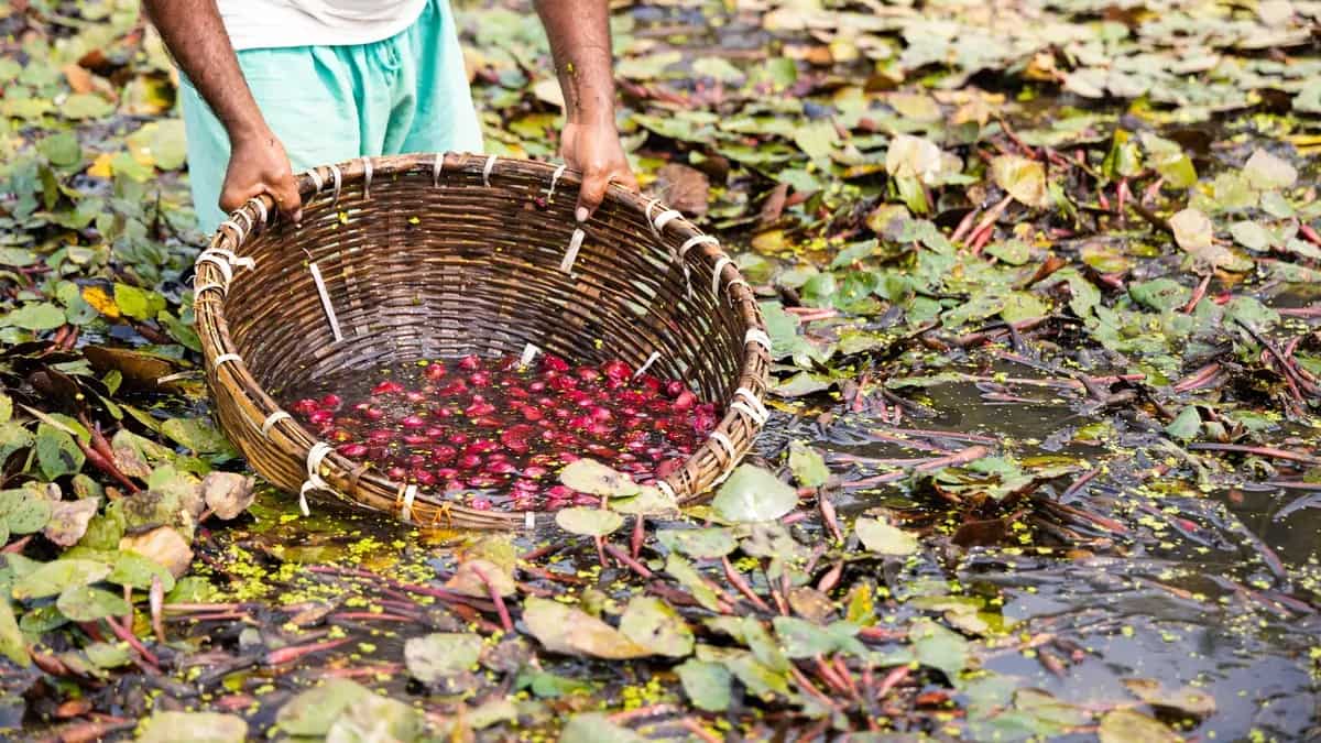 Singhara: 5 Benefits Of Water Chestnuts You Must Know
