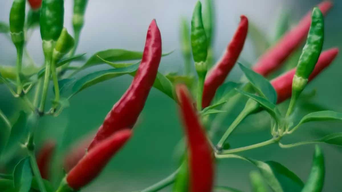 8 Health Benefits Of Cayenne Pepper To Know About