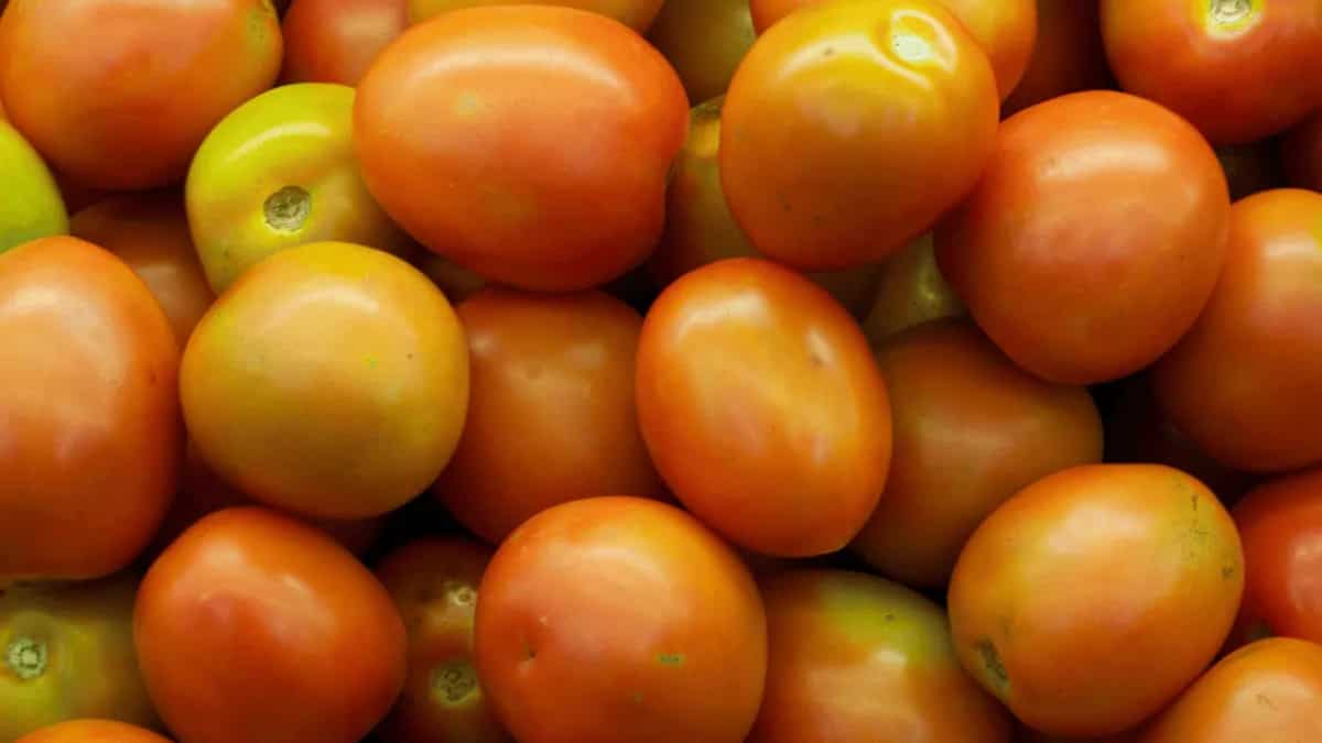 Jujube Fruit For Skin and Hair 10 benefits of this Chinese Dates