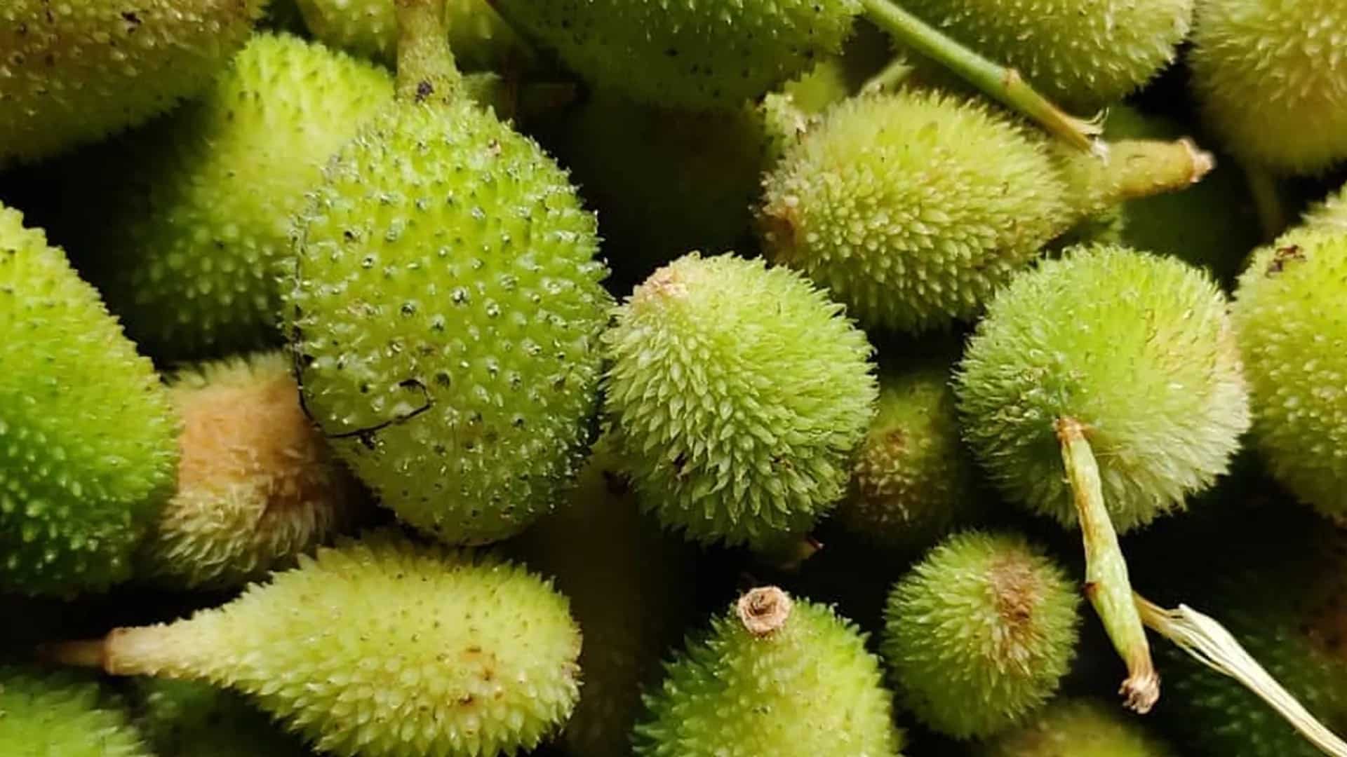 Monsoon Special BitterSweet Symphony Of Spine Gourd In India