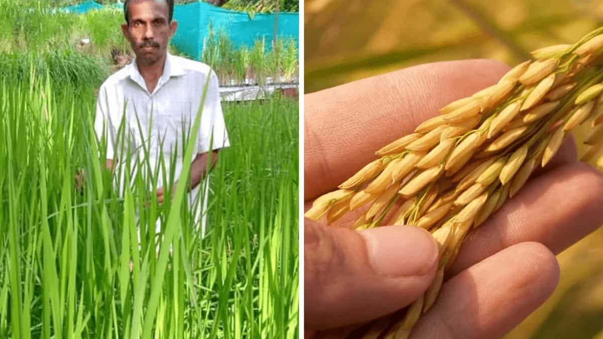Sathyanarayana Beleri Awarded Padma Shri For Preserving 650 Varieties ...