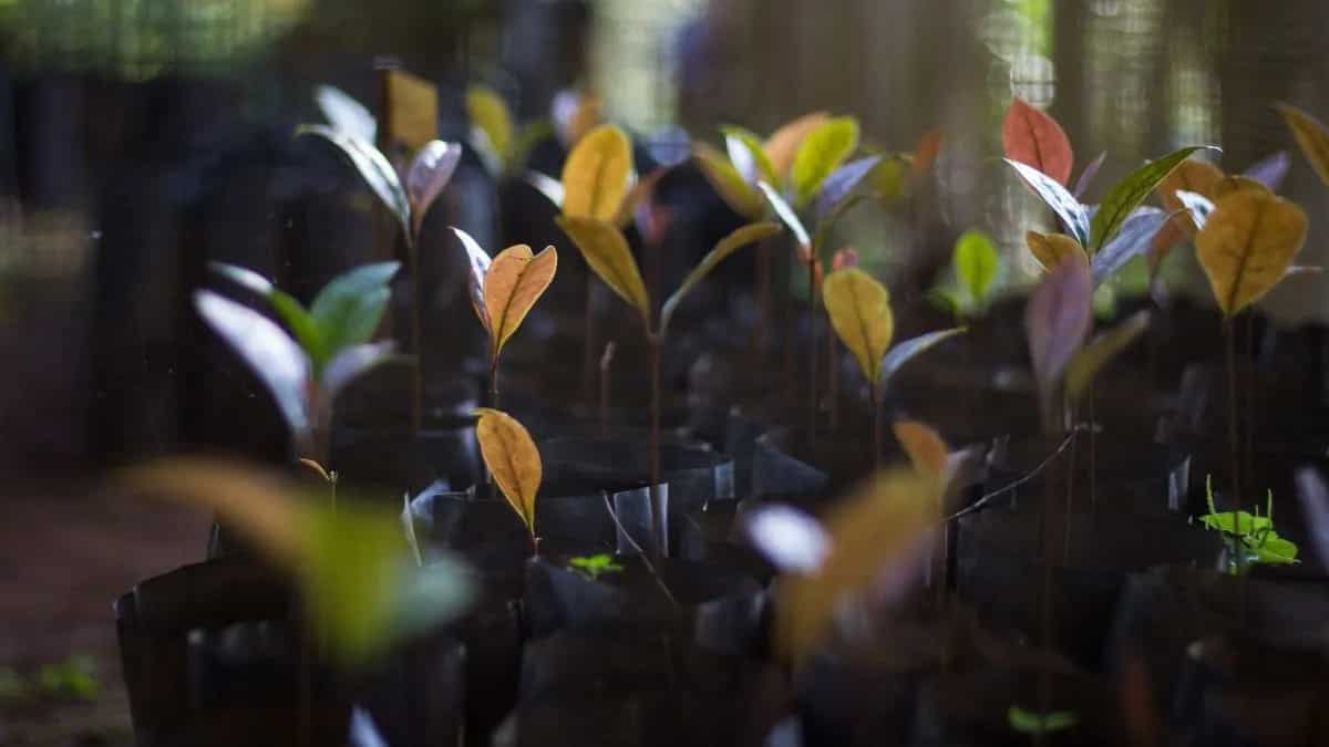 Seeds Of Change: How An Open-Source Database Is Restoring India's Ecosystems