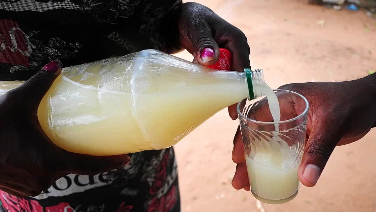 Marula Beer Tracing The African Brew's Intricate Journey