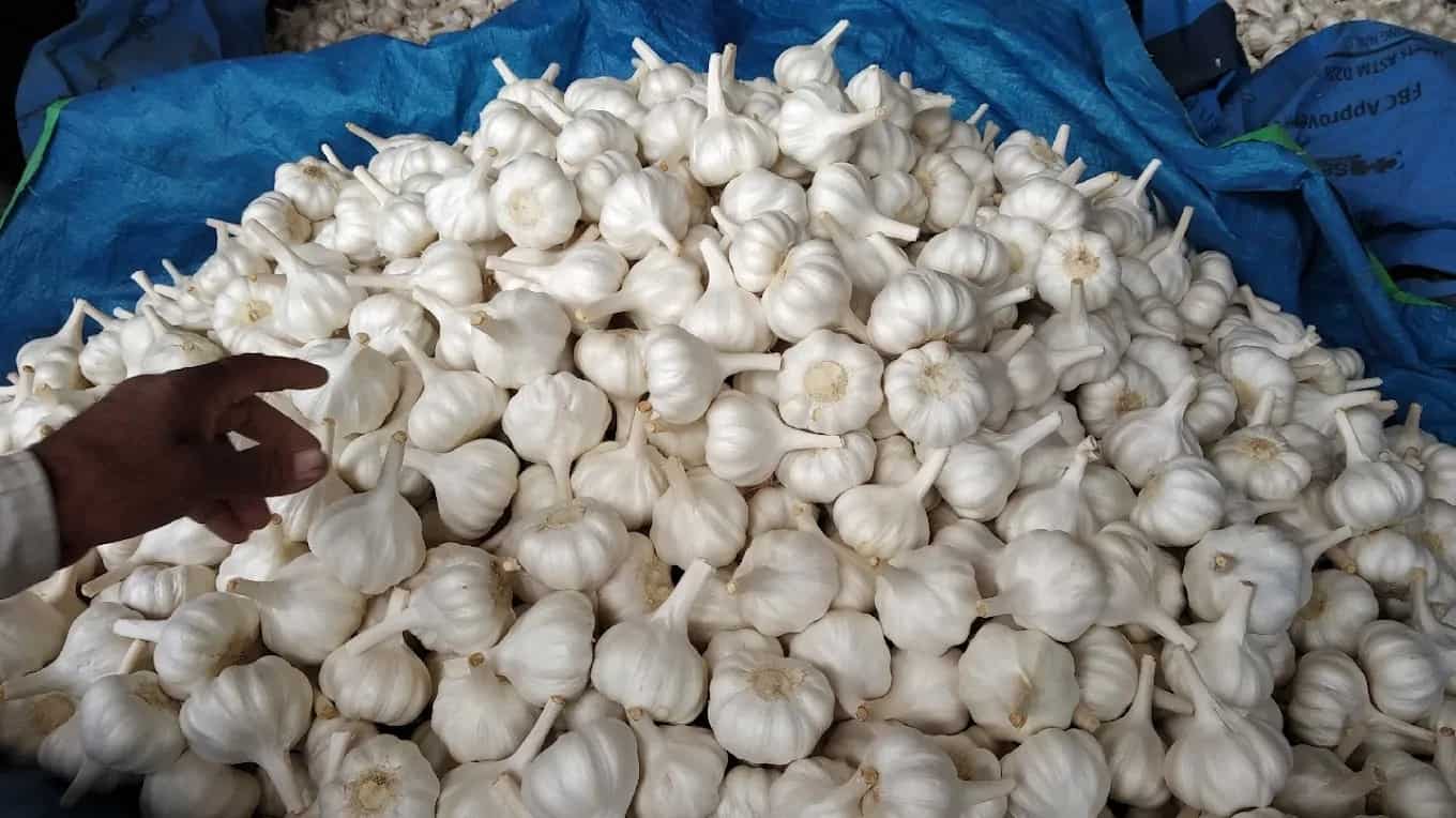 Riyawan Garlic From Ratlam Awarded GI Tag  