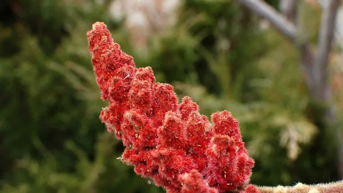 The Versatile Sumac; A Tangy Red Spice In Middle Eastern Cuisine