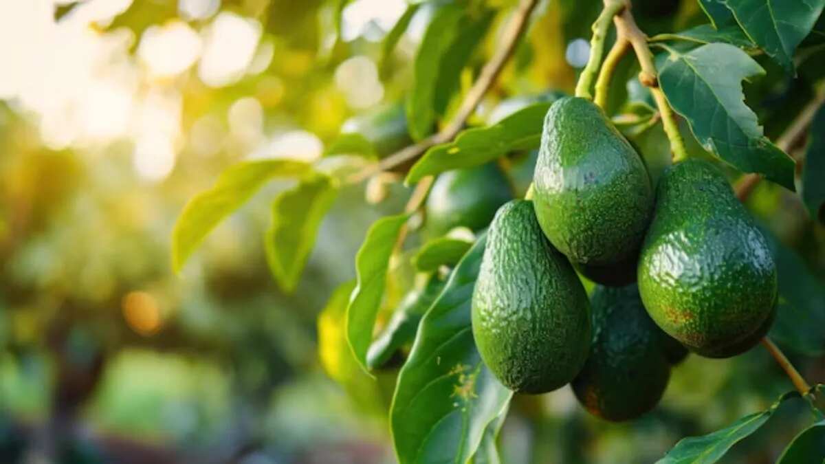 How To Grow Avocado At Home: A Complete Guide