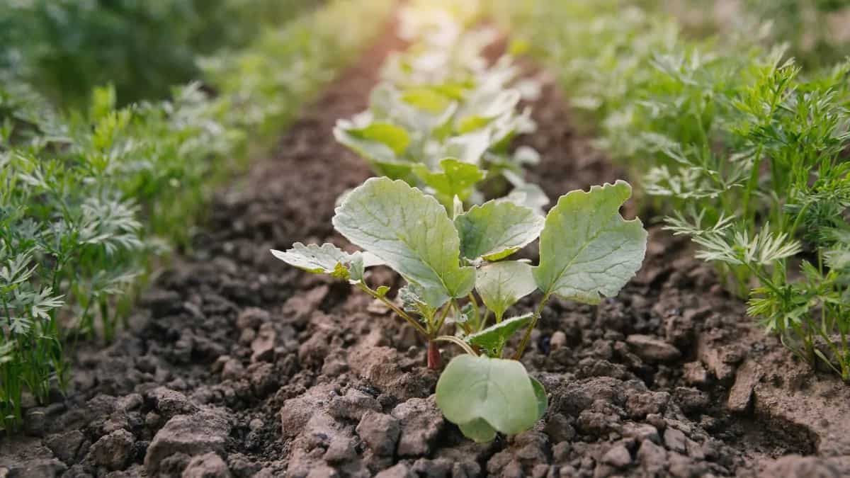Tips To Prepare Your Kitchen Garden Before The Winter Frost Hits