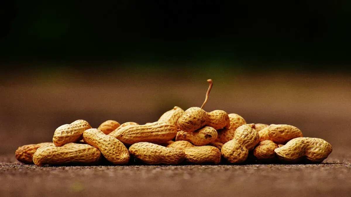 Discover 9 Reasons To Include Peanuts In Your Diet 