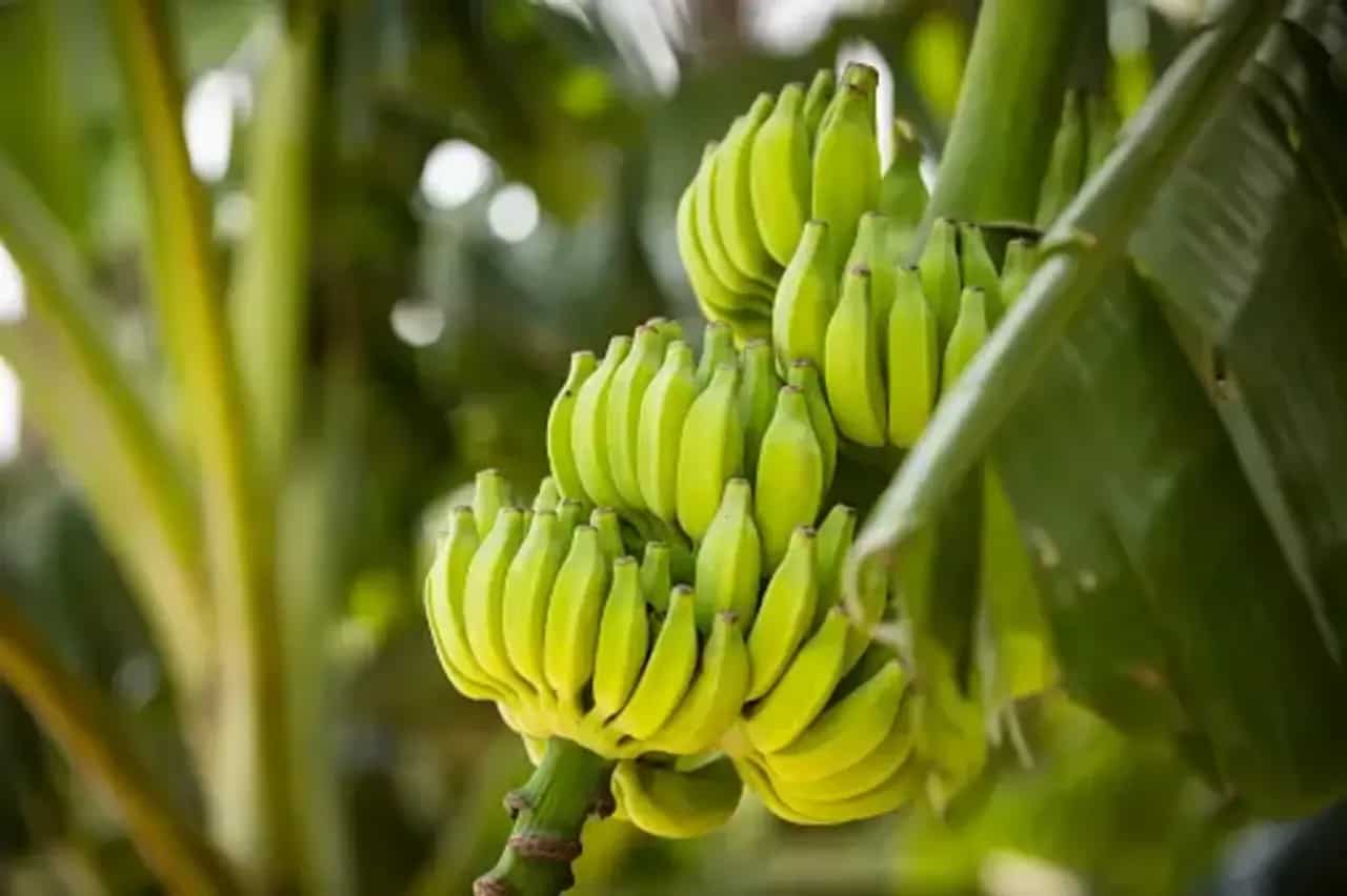 How To Grow Bananas In Your Home Garden? 8 Planting Tips To Know