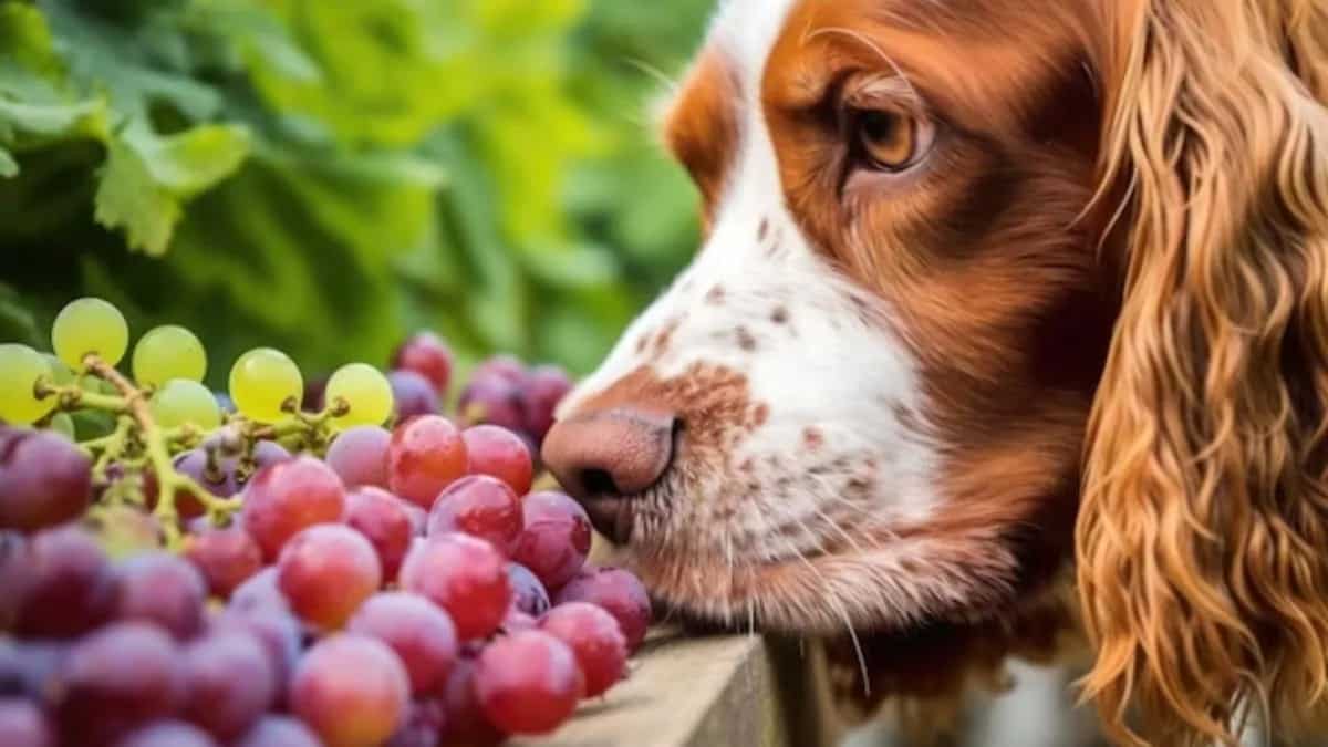 Image showcasing Can Dogs Eat Grapes? What Is The Alternatives For Canine Buddies?