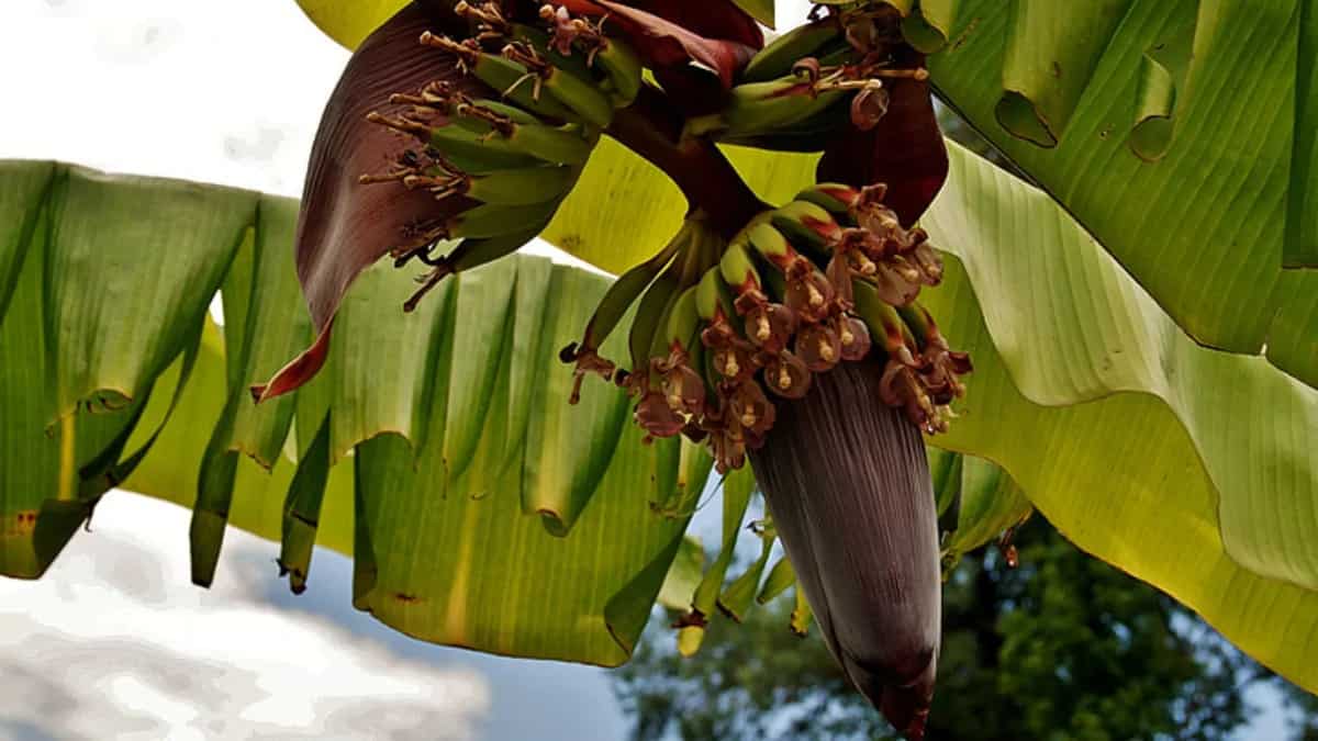 Banana Flower From South Indian Vadas To Bengali Curries