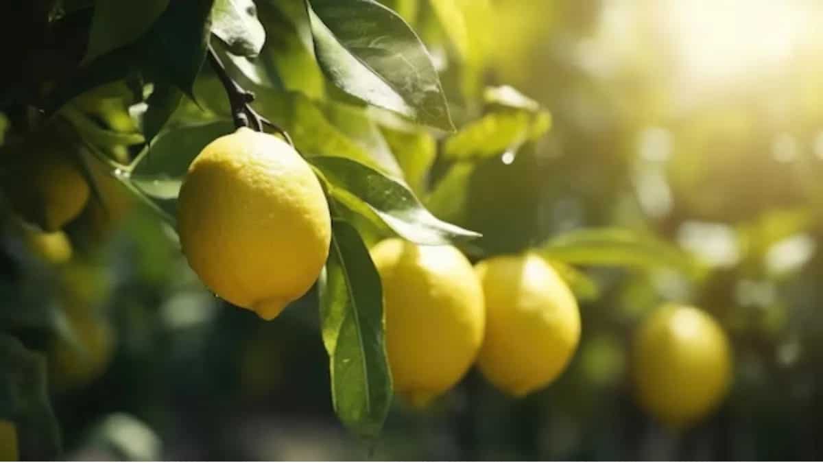 Grow Your Own Citrus: How to Plant a Lemon Tree