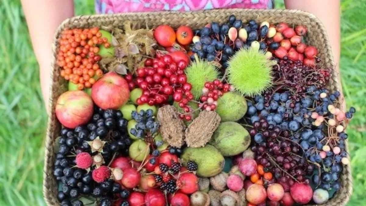7 Wild Edible Fruits From The Tribes Of Madhya Pradesh