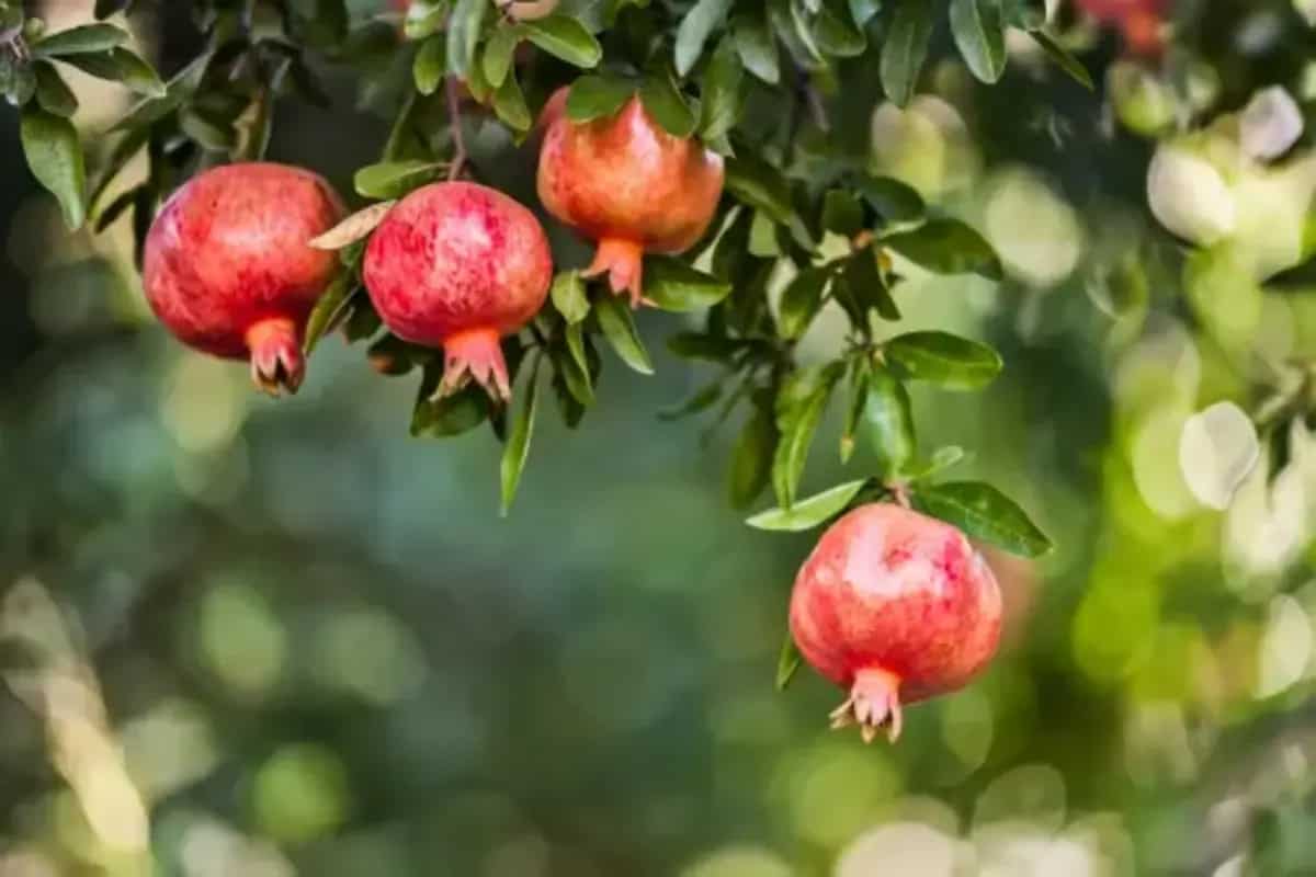 Grow Pomegranates In Your Home Garden With These 6 Planting Tips