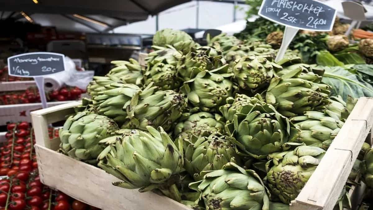 From Farm To Table The Art Of Harvesting Artichokes