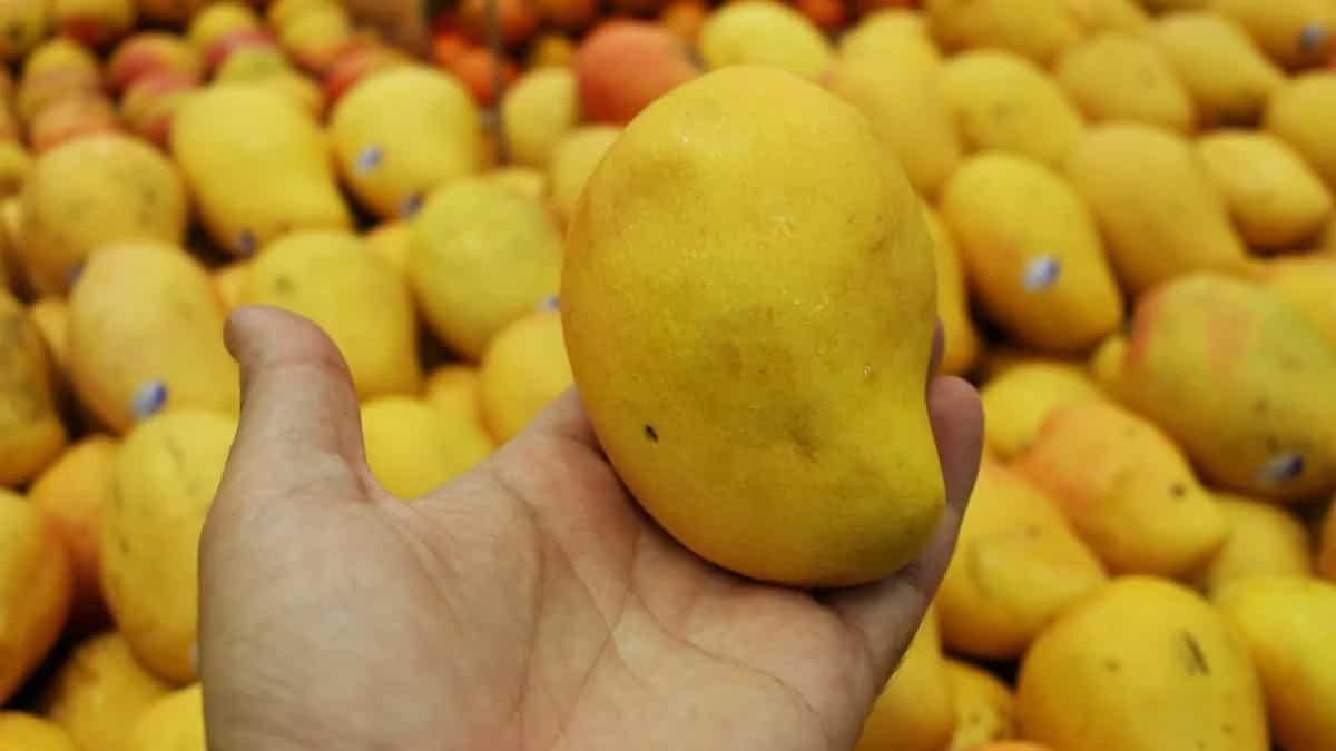 Unripe Vs. Ripe Mangoes! Know Which One Is More Healthy