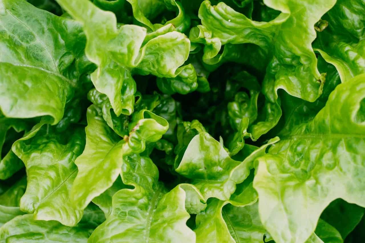9 Delicious Lettuce Varieties And How To Use Them