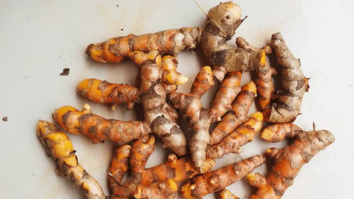 Turmeric Tuber Use Fresh Turmeric Root In Cooking In 7 Different Ways