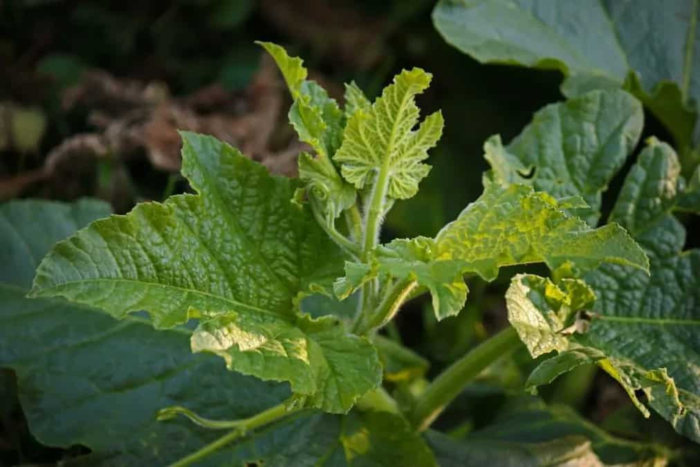 Pumpkin Leaf Preparations For Tribal & Bengali Winter Dishes